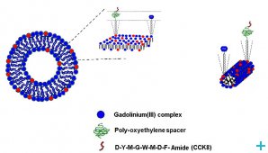 CCK8 peptide sequence completely exposed beyond the surface of aggregates (both micelles and liposomes).